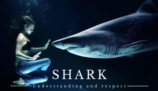 サメの生態と種類、接し方について